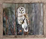 Click here for more information about Barred Owl,  Photograph, Framed; Photographer, Deb Boylan, - value $75 